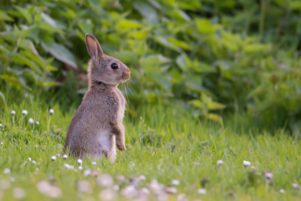 Why Include Animal Welfare in the 2022 Declaration?