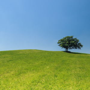 The Long Path Towards “Environmental Democracy” and the Role of Public Participation