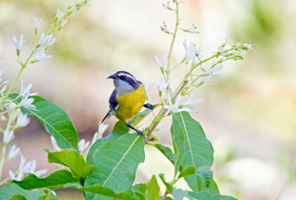 COP15: Historic Agreement on a new Global Biodiversity Framework