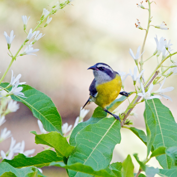 COP15: Historic Agreement on a new Global Biodiversity Framework