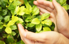 From Green Rights to Rights of Nature: Fostering Synergies