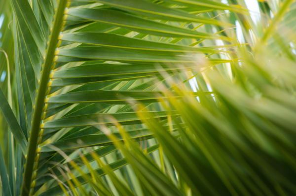 Historical Indigenous diplomacy for taking care of Mother Earth and the Rights of Nature